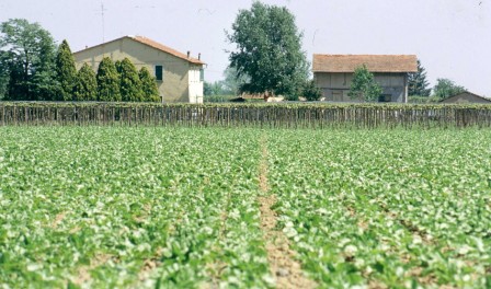 Campagna-di-Solarolo